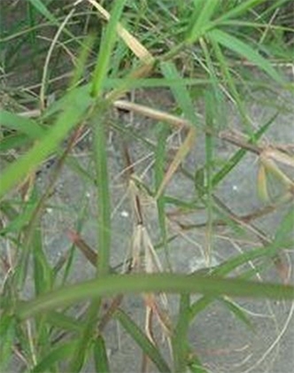 標題：狗牙根
瀏覽次數：2822
發表時間：2017-11-02