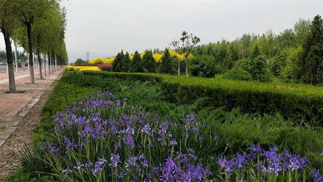 標題：張家口經開區秋季清水河生態綠廊建
瀏覽次數：2565
發表時間：2020-10-16