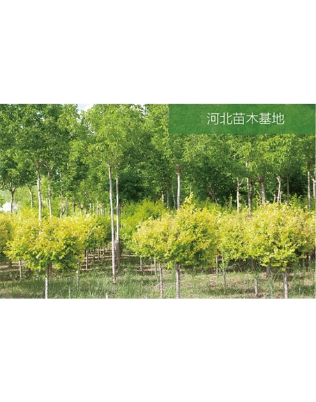 標題：苗木基地
瀏覽次數(shù)：2378
發(fā)表時間：2020-10-17