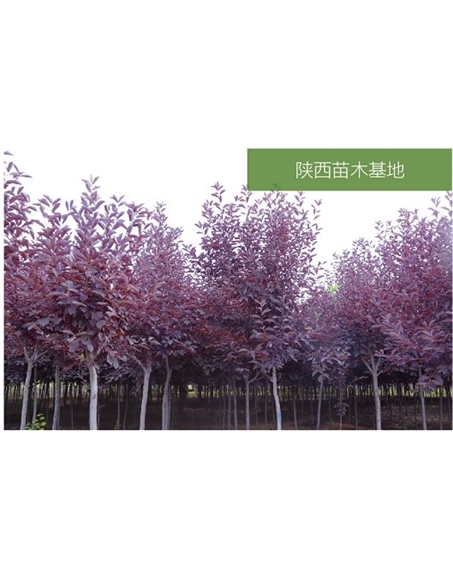 標(biāo)題：苗木基地
瀏覽次數(shù)：2387
發(fā)表時(shí)間：2020-10-17