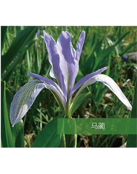 標題：地被
瀏覽次數(shù)：1927
發(fā)表時間：2020-10-17