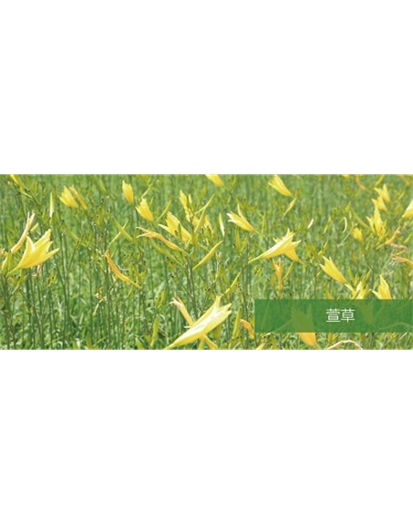 標題：地被
瀏覽次數：2014
發表時間：2020-10-17