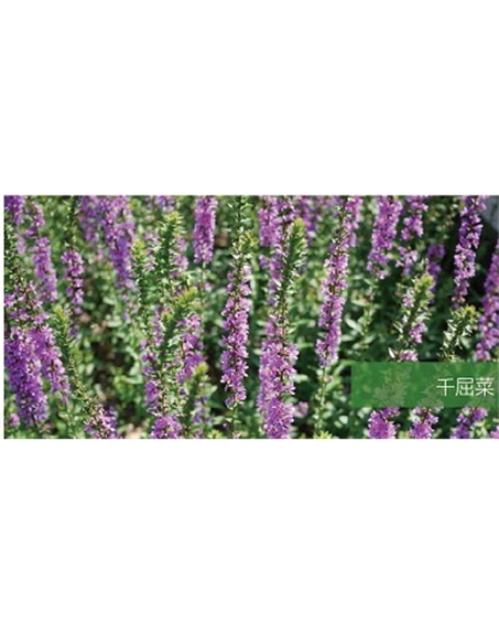 標題：地被
瀏覽次數：2091
發表時間：2020-10-17