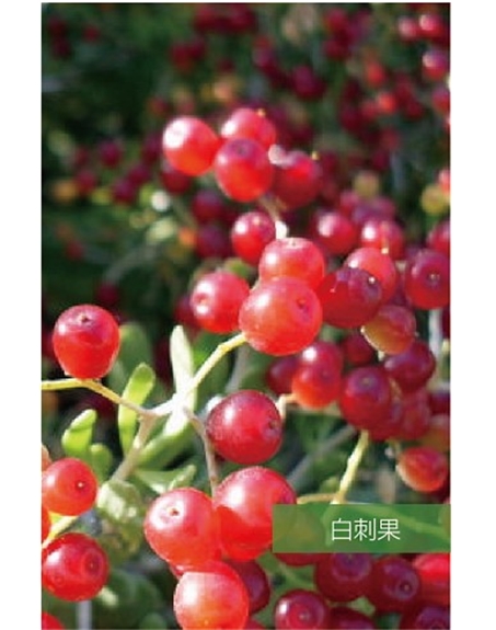 標題：名貴樹種
瀏覽次數：1699
發表時間：2020-10-17