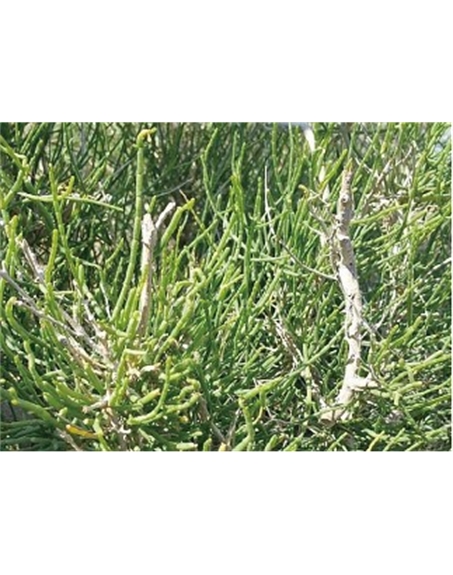 標(biāo)題：名貴樹種
瀏覽次數(shù)：1834
發(fā)表時間：2020-10-17