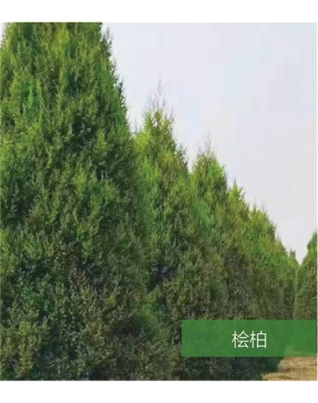 標題：名貴樹種
瀏覽次數(shù)：1634
發(fā)表時間：2020-10-17