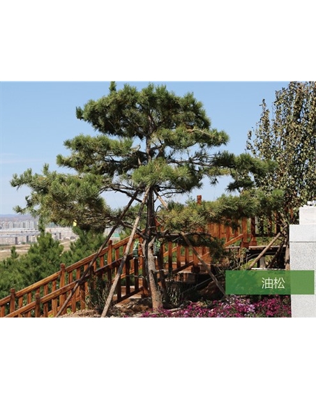 標(biāo)題：名貴樹(shù)種
瀏覽次數(shù)：1671
發(fā)表時(shí)間：2020-10-17
