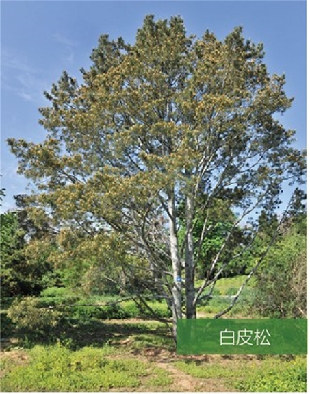 標題：名貴樹種
瀏覽次數：2295
發表時間：2020-10-17