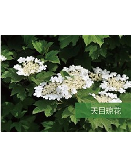 標題：喬灌木
瀏覽次數：1799
發表時間：2020-10-17