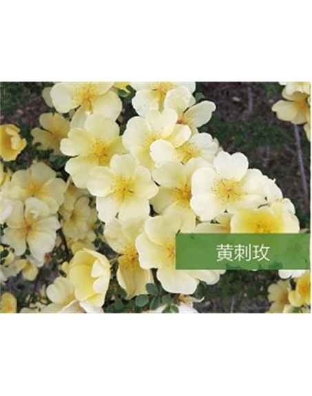 標題：喬灌木
瀏覽次數：1625
發表時間：2020-10-17