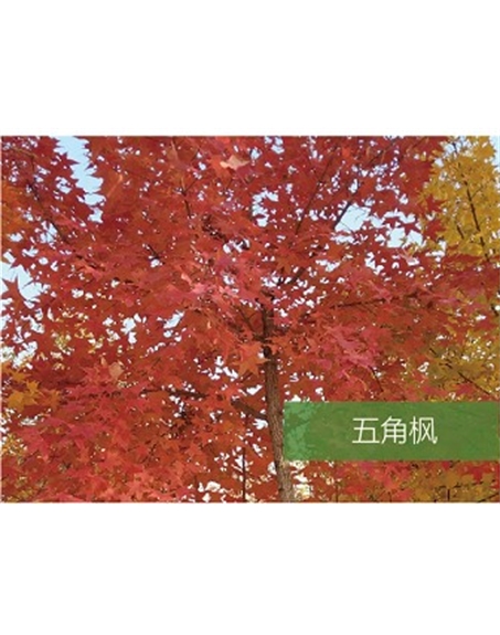 標題：喬灌木
瀏覽次數：1758
發表時間：2020-10-17