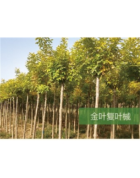 標題：喬灌木
瀏覽次數：2238
發表時間：2020-10-17