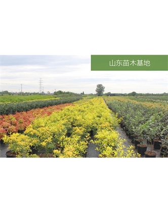 標題：苗木基地
瀏覽次數：2404
發表時間：2020-10-17