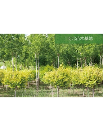 標題：苗木基地
瀏覽次數：2376
發表時間：2020-10-17