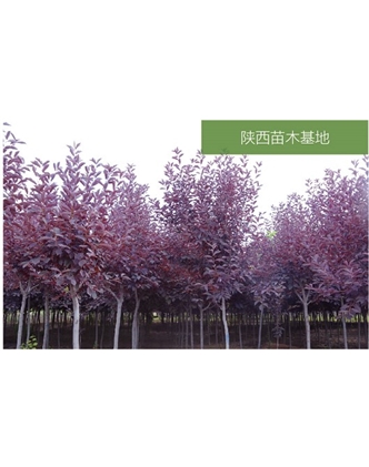標題：苗木基地
瀏覽次數：2386
發表時間：2020-10-17