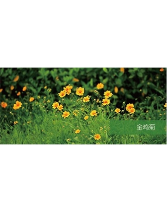 標(biāo)題：地被
瀏覽次數(shù)：2142
發(fā)表時間：2020-10-17