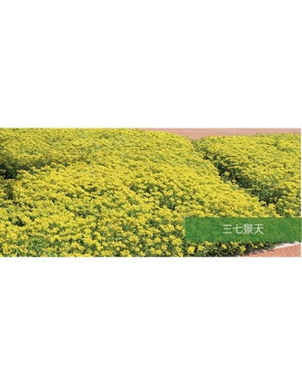 標(biāo)題：地被
瀏覽次數(shù)：2203
發(fā)表時間：2020-10-17