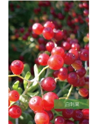 標題：名貴樹種
瀏覽次數(shù)：1698
發(fā)表時間：2020-10-17