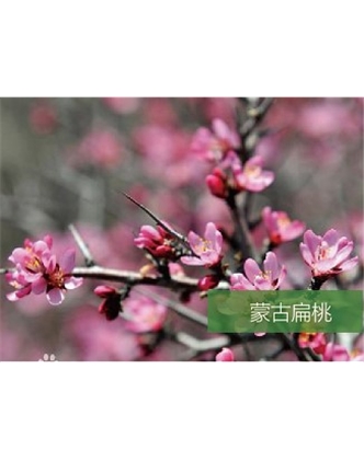 標題：名貴樹種
瀏覽次數(shù)：1654
發(fā)表時間：2020-10-17
