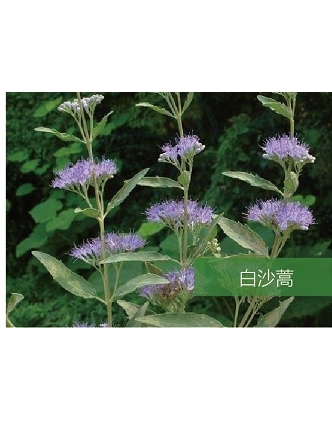 標題：名貴樹種
瀏覽次數：1636
發表時間：2020-10-17