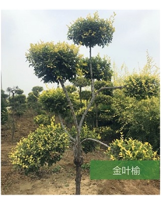 標題：名貴樹種
瀏覽次數：1693
發表時間：2020-10-17