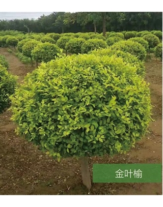 標(biāo)題：名貴樹種
瀏覽次數(shù)：1709
發(fā)表時(shí)間：2020-10-17