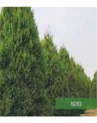 標(biāo)題：名貴樹種
瀏覽次數(shù)：1633
發(fā)表時(shí)間：2020-10-17