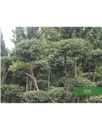 標(biāo)題：名貴樹種
瀏覽次數(shù)：1671
發(fā)表時(shí)間：2020-10-17