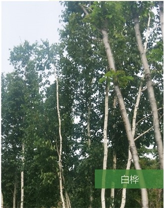 標(biāo)題：名貴樹種
瀏覽次數(shù)：1774
發(fā)表時(shí)間：2020-10-17