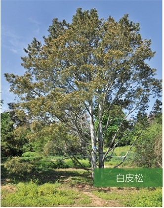 標題：名貴樹種
瀏覽次數：2294
發表時間：2020-10-17