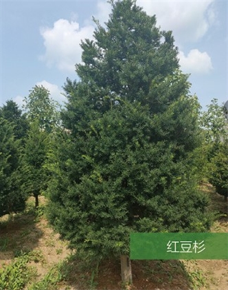 標題：名貴樹種
瀏覽次數：2132
發表時間：2020-10-17
