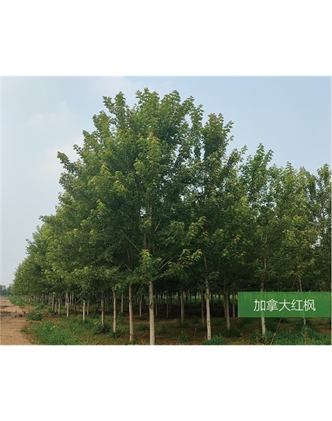 標題：名貴樹種
瀏覽次數：2004
發表時間：2020-10-17