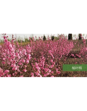 標題：喬灌木
瀏覽次數：1661
發表時間：2020-10-17