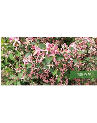 標題：喬灌木
瀏覽次數：1608
發表時間：2020-10-17