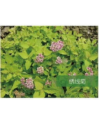 標題：喬灌木
瀏覽次數：1805
發表時間：2020-10-17