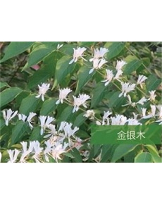 標題：喬灌木
瀏覽次數：1706
發表時間：2020-10-17