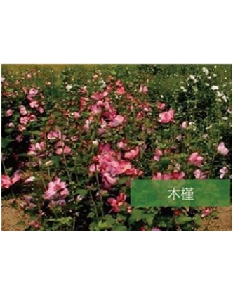 標題：喬灌木
瀏覽次數：1800
發表時間：2020-10-17