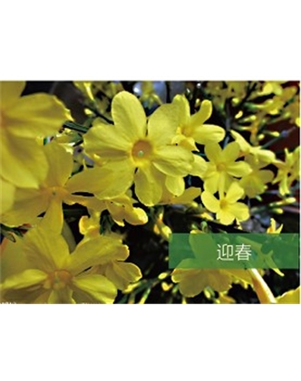 標題：喬灌木
瀏覽次數：1633
發表時間：2020-10-17