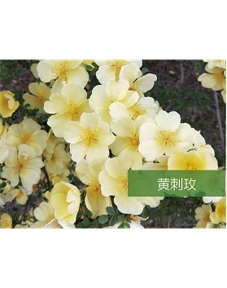 標題：喬灌木
瀏覽次數：1622
發表時間：2020-10-17