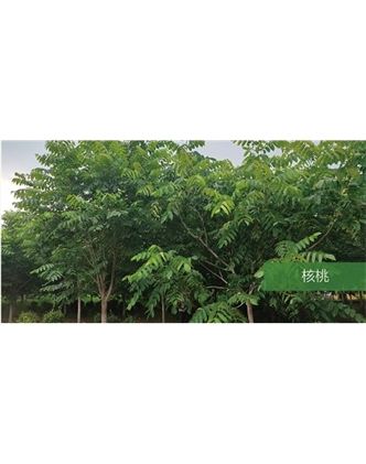 標(biāo)題：喬灌木
瀏覽次數(shù)：1690
發(fā)表時間：2020-10-17