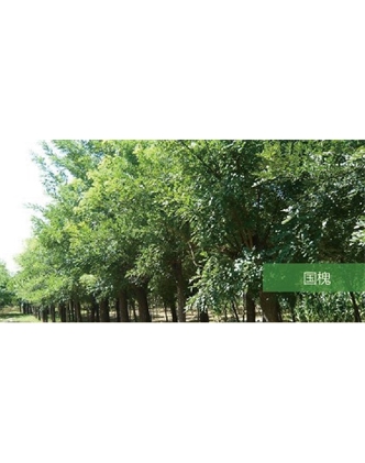 標(biāo)題：喬灌木
瀏覽次數(shù)：1870
發(fā)表時間：2020-10-17