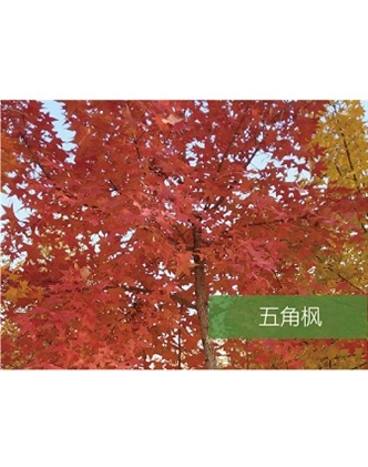 標(biāo)題：喬灌木
瀏覽次數(shù)：1756
發(fā)表時間：2020-10-17