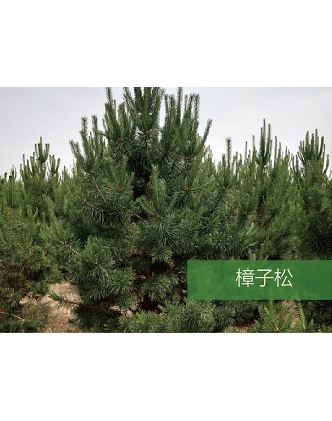 標(biāo)題：喬灌木
瀏覽次數(shù)：1779
發(fā)表時間：2020-10-17