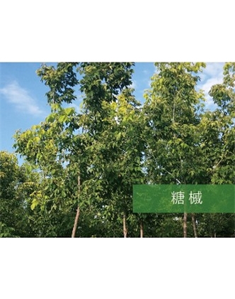 標題：喬灌木
瀏覽次數：2403
發表時間：2020-10-17