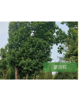 標題：喬灌木
瀏覽次數：2423
發表時間：2020-10-17